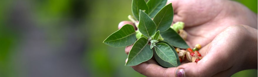 Dru Ayurveda